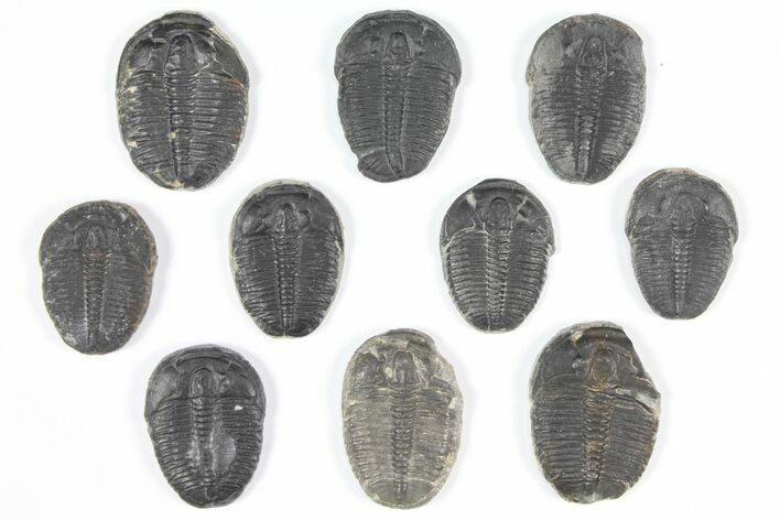Lot: Elrathia Trilobites - Pieces #92072